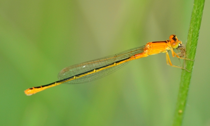 Ischnura pumilio f. aurantica